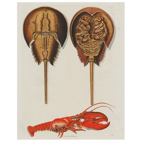 Horseshoe Crabs and Lobster (p 154)