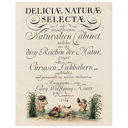 Shells, circa 1755 (p 158)