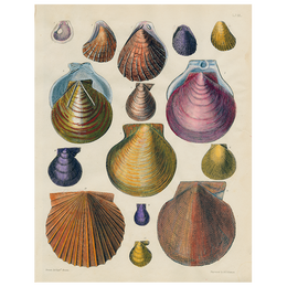 Scallops LXII 62 (p 160)