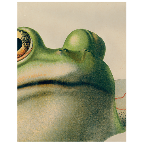 Frog Close-Up (p 164)