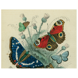 Butterfly - Dancing (p 167)