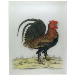 The Bantam Cock