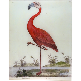 Flamingo