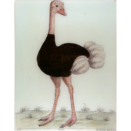 Ostrich
