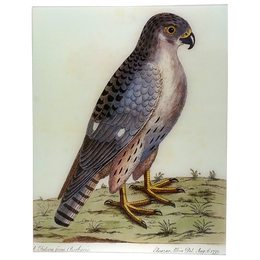 A Falcon from Barberie