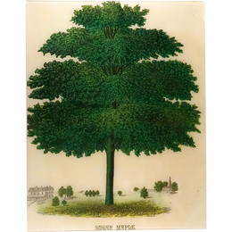 Sugar Maple