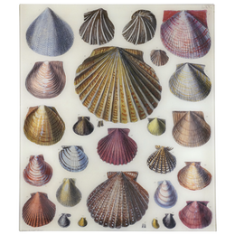 Shells