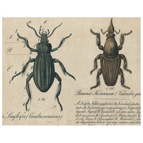 Black Beetle / Brown Insects (p 190)