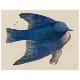 Pudgy Bluebird (p 194)