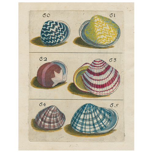 Shells #60 (p 197)