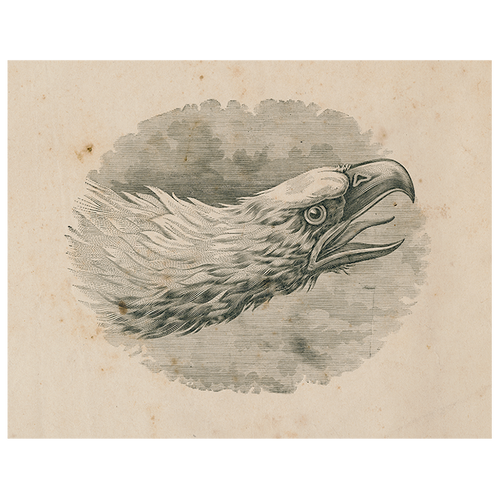 Eagle Portrait (p 206)