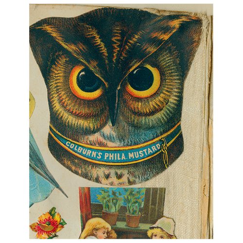 Owl Close-Up (p 209)