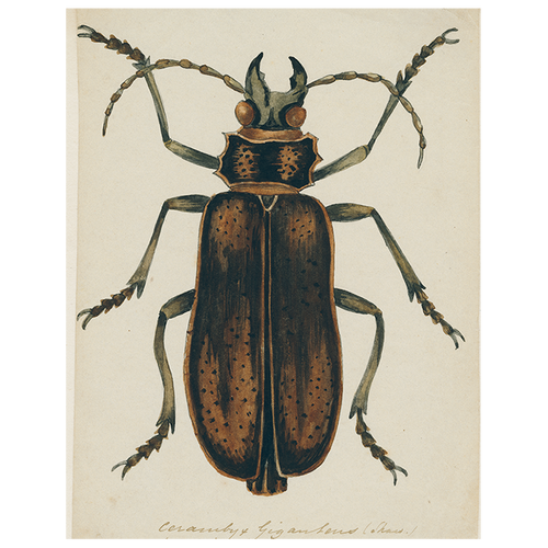 Brown Insect (p 212)