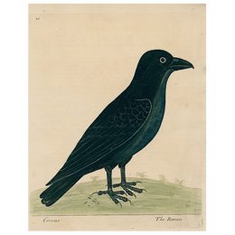 #8-Raven (Right) (p 229)