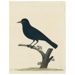 #42-Black Bird (p 230)