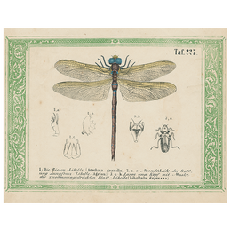 Dragonfly Taf. 227 (p 256)