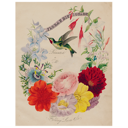 Flora's Dictionary (Hummingbirds) (p 262)