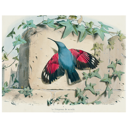 Hummingbird (p 272)