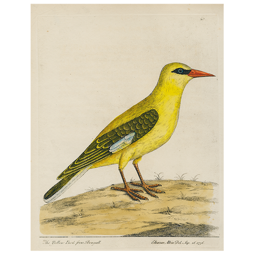 #20-Bengali Yellow Bird (p 281)