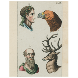 Animal Profiles-Eagle (p 289)