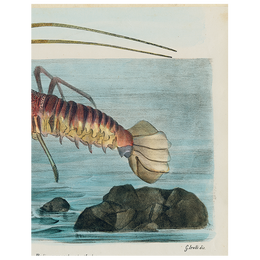 Aliusta Comune Lobster (p 298)