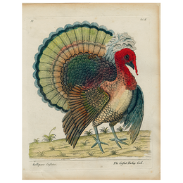 Crested Turkey (p 314)