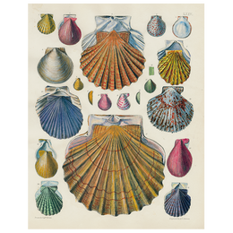 Scallops LXIV 64 (p 321)