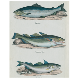 Salmon / Common Cod / Haddock (p 322)