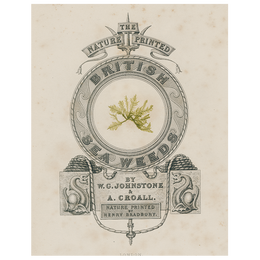 Olive British Seaweeds (p 323)