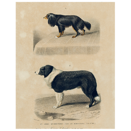 King Charles Spaniel (p 329)
