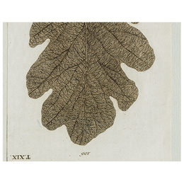 Brown Leaf (p 338)