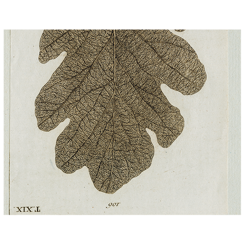 Brown Leaf (p 338)