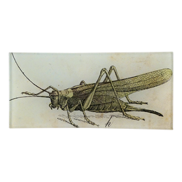 Grasshopper H - LAST CHANCE