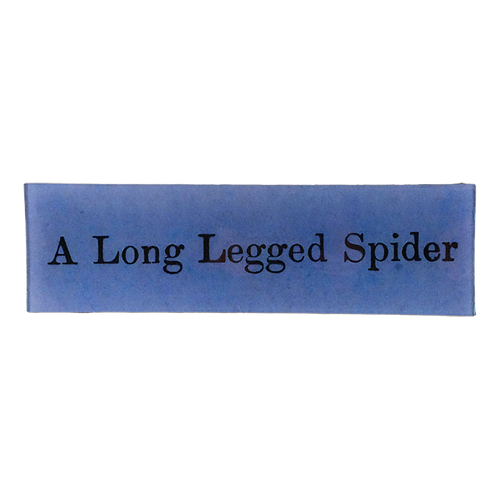 A Long Legged Spider