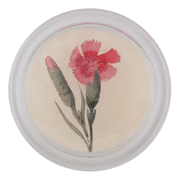 Dianthus
