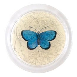 Argus Butterfly (19th c. Naturalist)