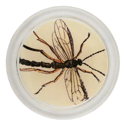 Crane Fly - LAST CHANCE