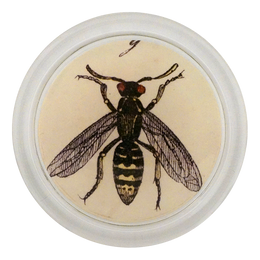 Hornet G. - LAST CHANCE