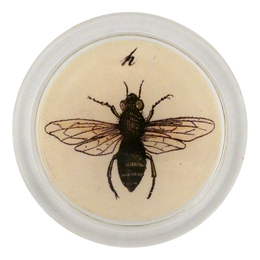 Fruit Fly - LAST CHANCE