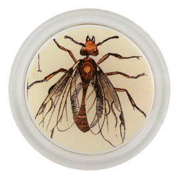 Red Ant I. - LAST CHANCE