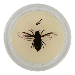 Woolly Alder - LAST CHANCE