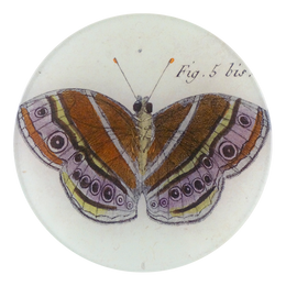 Fig. 5 bis Butterfly - LAST CHANCE