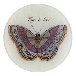 Fig. 6 bis Butterfly - LAST CHANCE