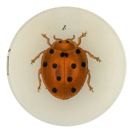 Tiny Dot Lady Bug - LAST CHANCE