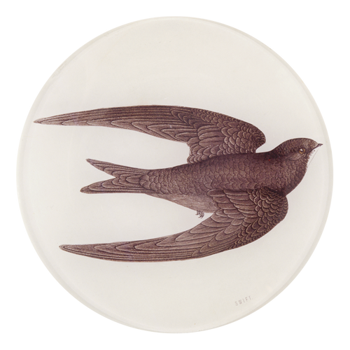 Swift Bird (Swallow)