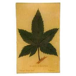 Hand (Leaf Shapes c. 1900) - LAST CHANCE