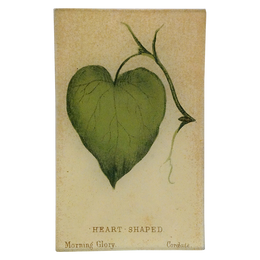 Heart (Leaf Shapes c. 1900) - LAST CHANCE