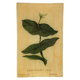 Perforated (Leaf Shapes c. 1900) - LAST CHANCE