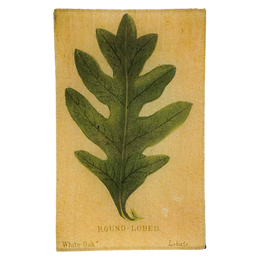 Round-Lobed (Leaf Shapes c. 1900) - LAST CHANCE