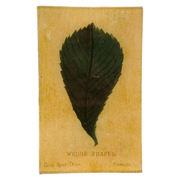 Wedge (Leaf Shapes c. 1900) - LAST CHANCE